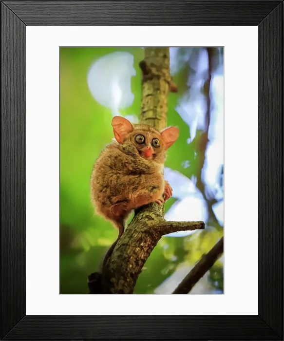 Framed Print : Spectral Tarsier (Tarsius tarsier) one of the smallest primates, now endangered, insect eating and nocturnal, Tangkoko National Park, Minahasa Highlands, North Sulawesi, Indonesia, Southeast Asia, Asia Framed Print : Spectral Tarsier (Tarsius tarsier) one of the smallest primates, now endangered, insect eating and nocturnal, Tangkoko National Park, Minahasa Highlands, North Sulawesi, Indonesia, Southeast Asia, Asia