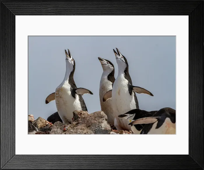 Framed Print : Chinstrap penguins (Pygoscelis antarctica), ecstatic display at breeding colony at Half Moon Island, Antarctica, Polar Regions Framed Print : Chinstrap penguins (Pygoscelis antarctica), ecstatic display at breeding colony at Half Moon Island, Antarctica, Polar Regions