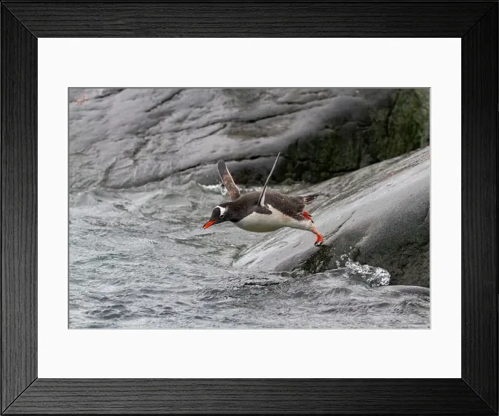 Framed Print : Adult gentoo penguin (Pygoscelis papua), leaping into the sea at Booth Island, Antarctica, Southern Ocean, Polar Regions Framed Print : Adult gentoo penguin (Pygoscelis papua), leaping into the sea at Booth Island, Antarctica, Southern Ocean, Polar Regions
