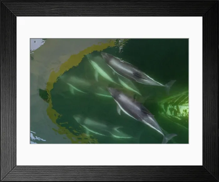 Framed Print : Adult Peale's Dolphin (Lagenorhynchus australis), bow-riding near New Island in the Falkland Islands, South America Framed Print : Adult Peale's Dolphin (Lagenorhynchus australis), bow-riding near New Island in the Falkland Islands, South America