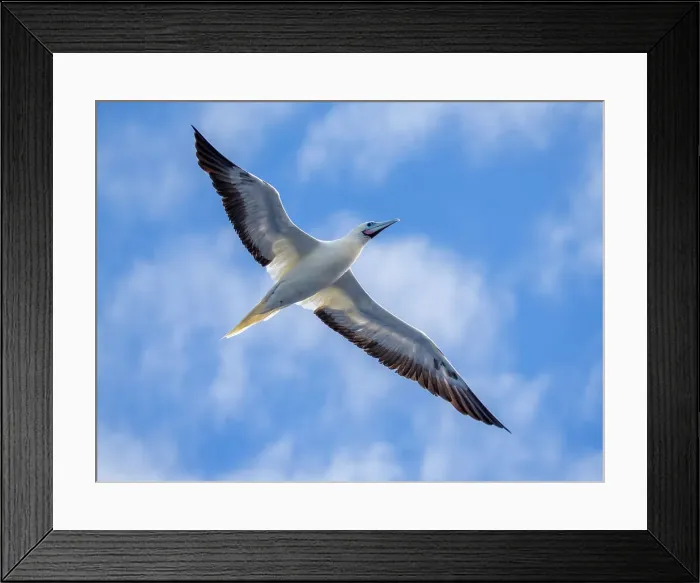 Framed Print : An adult red-footed booby (Sula sula), in its white color morph plumage in flight over the ocean in Palau, Micronesia, Pacific Framed Print : An adult red-footed booby (Sula sula), in its white color morph plumage in flight over the ocean in Palau, Micronesia, Pacific