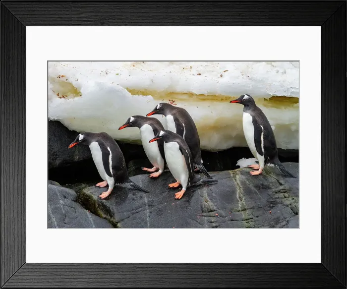 Framed Print : Adult gentoo penguins (Pygoscelis papua), returning and coming from the sea at Booth Island, Antarctica, Southern Ocean, Polar Regions Framed Print : Adult gentoo penguins (Pygoscelis papua), returning and coming from the sea at Booth Island, Antarctica, Southern Ocean, Polar Regions