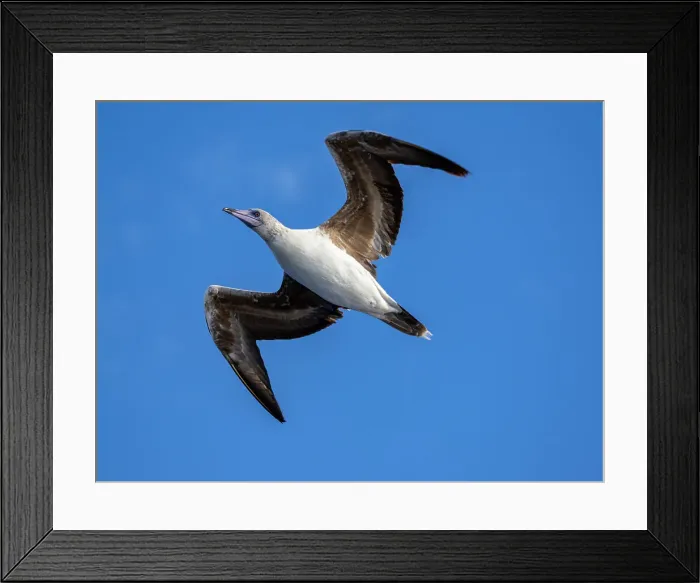 Framed Print : A juvenile red-footed booby (Sula sula), in its white color morph plumage in flight over the ocean in Palau, Micronesia, Pacific Framed Print : A juvenile red-footed booby (Sula sula), in its white color morph plumage in flight over the ocean in Palau, Micronesia, Pacific