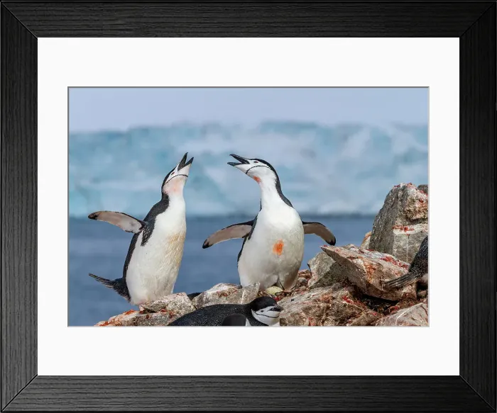 Framed Print : Chinstrap penguins (Pygoscelis antarctica), ecstatic display at breeding colony at Half Moon Island, Antarctica, Polar Regions Framed Print : Chinstrap penguins (Pygoscelis antarctica), ecstatic display at breeding colony at Half Moon Island, Antarctica, Polar Regions