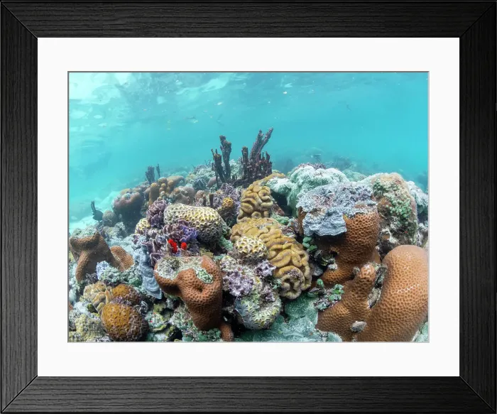Framed Print : A myriad of hard and soft corals compete for space on the substrate of Darwin's Wall, Palau, Micronesia, Pacific