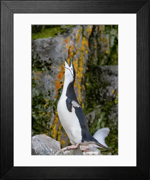 Framed Print : Chinstrap penguin (Pygoscelis antarctica), ecstatic display at breeding colony at Half Moon Island, Antarctica, Polar Regions Framed Print : Chinstrap penguin (Pygoscelis antarctica), ecstatic display at breeding colony at Half Moon Island, Antarctica, Polar Regions