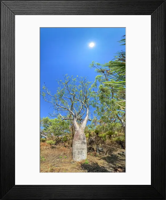 Framed Print : Panoramic of a huge boab tree (Adansonia gregorii), growing in Careening Bay, Kimberley, Western Australia, Australia, Pacific Framed Print : Panoramic of a huge boab tree (Adansonia gregorii), growing in Careening Bay, Kimberley, Western Australia, Australia, Pacific