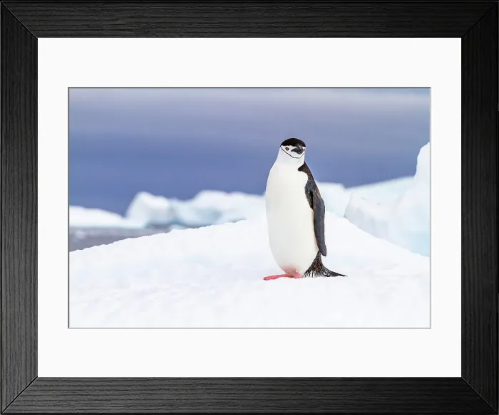 Framed Print : Chinstrap penguin (Pygoscelis antarctica), at breeding colony at Half Moon Island, Antarctica, Southern Ocean, Polar Regions Framed Print : Chinstrap penguin (Pygoscelis antarctica), at breeding colony at Half Moon Island, Antarctica, Southern Ocean, Polar Regions