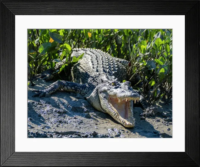 Framed Print : A young saltwater crocodile (Crocodylus porosus), sunning itself on the banks of Porosus Creek, Kimberley, Western Australia, Australia, Pacific Framed Print : A young saltwater crocodile (Crocodylus porosus), sunning itself on the banks of Porosus Creek, Kimberley, Western Australia, Australia, Pacific