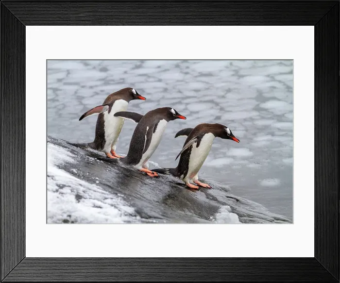 Framed Print : Adult gentoo penguins (Pygoscelis papua), returning and coming from the sea at Booth Island, Antarctica, Southern Ocean, Polar Regions Framed Print : Adult gentoo penguins (Pygoscelis papua), returning and coming from the sea at Booth Island, Antarctica, Southern Ocean, Polar Regions