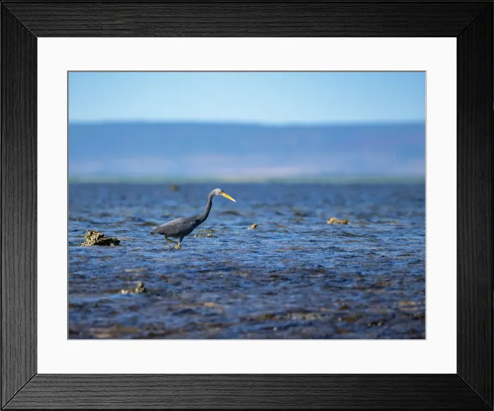 Framed Print : An adult Pacific reef heron (Egretta sacra), hunting for prey on Montgomery Reef, Kimberley, Western Australia, Australia, Pacific Framed Print : An adult Pacific reef heron (Egretta sacra), hunting for prey on Montgomery Reef, Kimberley, Western Australia, Australia, Pacific