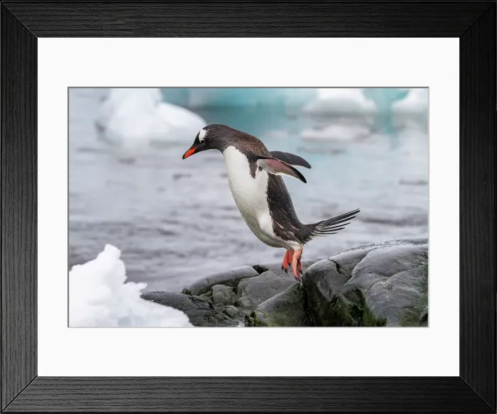 Framed Print : Adult gentoo penguins (Pygoscelis papua), returning and coming from the sea at Booth Island, Antarctica, Southern Ocean, Polar Regions Framed Print : Adult gentoo penguins (Pygoscelis papua), returning and coming from the sea at Booth Island, Antarctica, Southern Ocean, Polar Regions