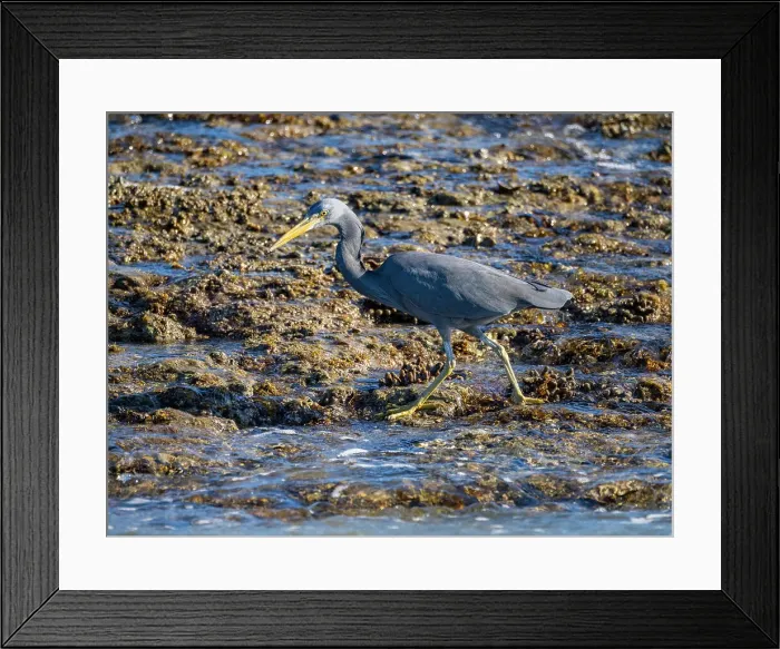 Framed Print : An adult Pacific reef heron (Egretta sacra), hunting for prey on Montgomery Reef, Kimberley, Western Australia, Australia, Pacific Framed Print : An adult Pacific reef heron (Egretta sacra), hunting for prey on Montgomery Reef, Kimberley, Western Australia, Australia, Pacific