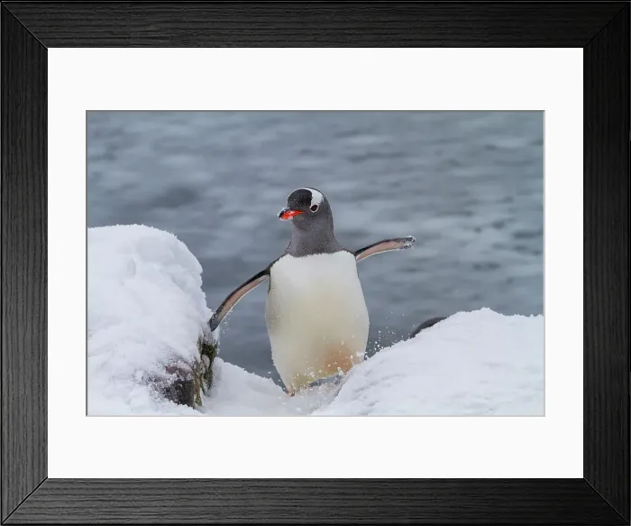 Framed Print : Adult gentoo penguins (Pygoscelis papua), returning and coming from the sea at Booth Island, Antarctica, Southern Ocean, Polar Regions Framed Print : Adult gentoo penguins (Pygoscelis papua), returning and coming from the sea at Booth Island, Antarctica, Southern Ocean, Polar Regions