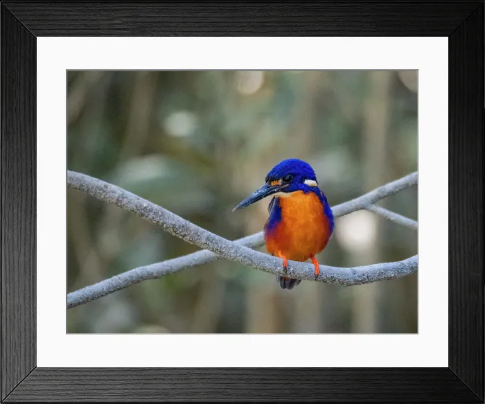 Framed Print : Adult azure kingfisher (Ceyx azureus), perched in Porosus Creek, Frederick Harbor, Kimberley, Western Australia, Australia, Pacific Framed Print : Adult azure kingfisher (Ceyx azureus), perched in Porosus Creek, Frederick Harbor, Kimberley, Western Australia, Australia, Pacific