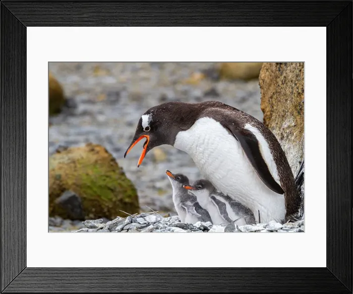 Framed Print : Adult gentoo penguin (Pygoscelis papua), feeding chicks at Brown Bluff near the Antarctic Peninsula, Southern Ocean, Polar Regions Framed Print : Adult gentoo penguin (Pygoscelis papua), feeding chicks at Brown Bluff near the Antarctic Peninsula, Southern Ocean, Polar Regions