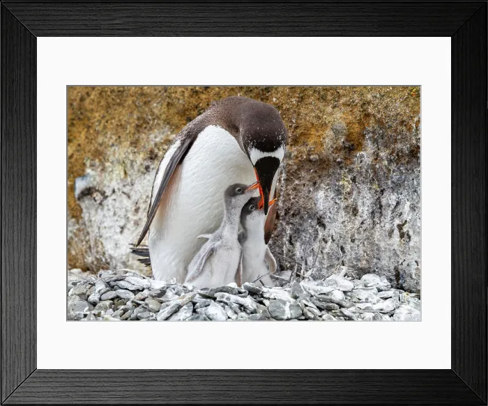 Framed Print : Adult gentoo penguin (Pygoscelis papua), feeding chicks at Brown Bluff near the Antarctic Peninsula, Southern Ocean, Polar Regions Framed Print : Adult gentoo penguin (Pygoscelis papua), feeding chicks at Brown Bluff near the Antarctic Peninsula, Southern Ocean, Polar Regions