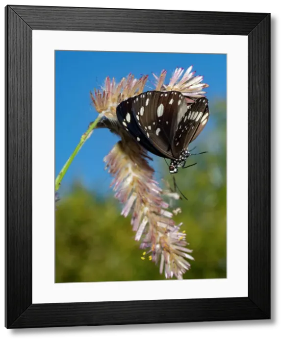 Framed Print : An adult common crow butterfly, Euploea core, in Vansittart Bay, Kimberley, Western Australia, Australia, Pacific Framed Print : An adult common crow butterfly, Euploea core, in Vansittart Bay, Kimberley, Western Australia, Australia, Pacific