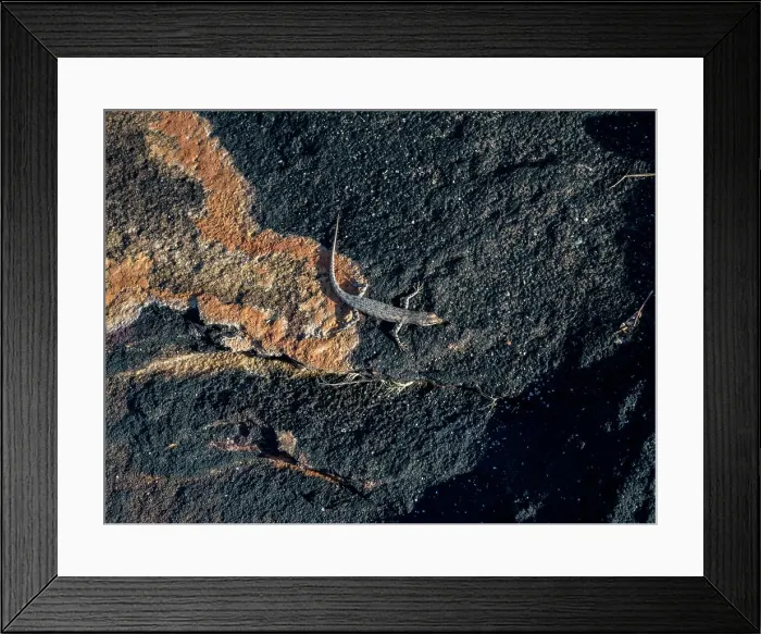 Framed Print : An adult bauxite rainbow skink (Carlia amax), sunning itself on lava formation in Vansittart Bay, Kimberley, Western Australia, Australia, Pacific Framed Print : An adult bauxite rainbow skink (Carlia amax), sunning itself on lava formation in Vansittart Bay, Kimberley, Western Australia, Australia, Pacific