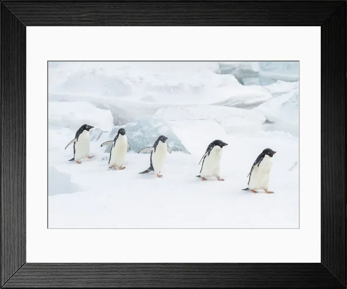 Framed Print : Adelie penguins (Pygoscelis adeliae), in snow storm at breeding colony at Brown Bluff, Antarctic Peninsula, Antarctica, Polar Regions Framed Print : Adelie penguins (Pygoscelis adeliae), in snow storm at breeding colony at Brown Bluff, Antarctic Peninsula, Antarctica, Polar Regions