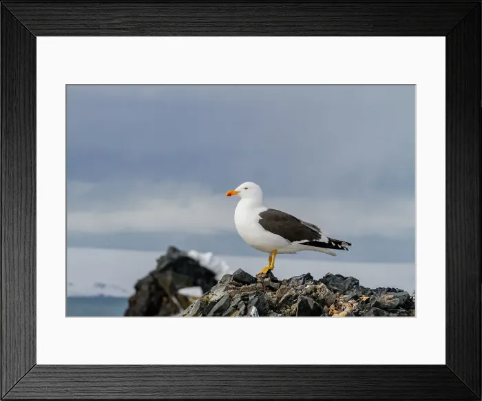Framed Print : Adult kelp gull (Larus dominicanus), nesting on lichen covered rocks on Half Moon Island in Antarctica, Southern Ocean, Polar Regions Framed Print : Adult kelp gull (Larus dominicanus), nesting on lichen covered rocks on Half Moon Island in Antarctica, Southern Ocean, Polar Regions