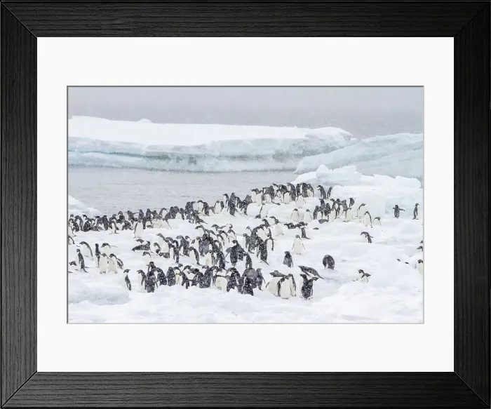Framed Print : Adelie penguins (Pygoscelis adeliae), in snow storm at breeding colony at Brown Bluff, Antarctic Peninsula, Antarctica, Polar Regions Framed Print : Adelie penguins (Pygoscelis adeliae), in snow storm at breeding colony at Brown Bluff, Antarctic Peninsula, Antarctica, Polar Regions