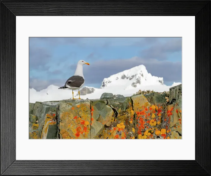 Framed Print : Adult kelp gull (Larus dominicanus), nesting on lichen covered rocks on Half Moon Island in Antarctica, Southern Ocean, Polar Regions Framed Print : Adult kelp gull (Larus dominicanus), nesting on lichen covered rocks on Half Moon Island in Antarctica, Southern Ocean, Polar Regions