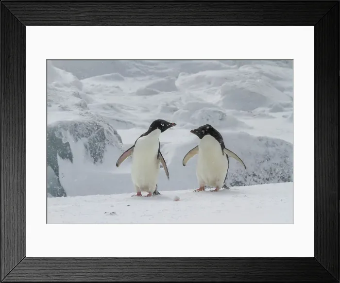 Framed Print : Adelie penguins (Pygoscelis adeliae), in snow storm at breeding colony at Brown Bluff, Antarctic Peninsula, Antarctica, Polar Regions Framed Print : Adelie penguins (Pygoscelis adeliae), in snow storm at breeding colony at Brown Bluff, Antarctic Peninsula, Antarctica, Polar Regions