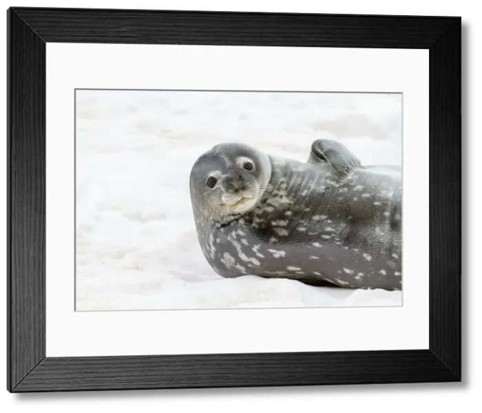 Framed Print : Weddell Seal (Leptonychotes weddellii), hauled out on ice at Half Moon Island, Antarctica, Southern Ocean, Polar Regions Framed Print : Weddell Seal (Leptonychotes weddellii), hauled out on ice at Half Moon Island, Antarctica, Southern Ocean, Polar Regions
