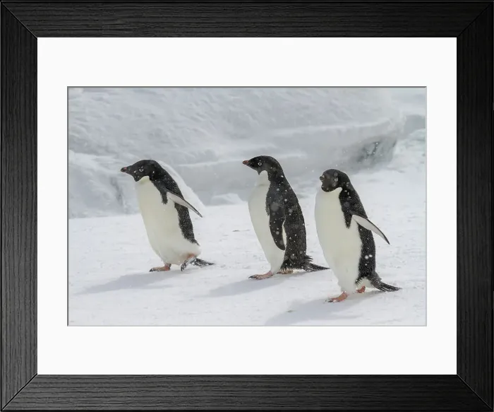 Framed Print : Adelie penguins (Pygoscelis adeliae), in snow storm at breeding colony at Brown Bluff, Antarctic Peninsula, Antarctica, Polar Regions Framed Print : Adelie penguins (Pygoscelis adeliae), in snow storm at breeding colony at Brown Bluff, Antarctic Peninsula, Antarctica, Polar Regions