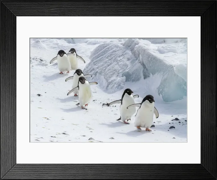 Framed Print : Adelie penguins (Pygoscelis adeliae), at breeding colony at Brown Bluff on the eastern side of the Antarctic Peninsula, Antarctica, Polar Regions Framed Print : Adelie penguins (Pygoscelis adeliae), at breeding colony at Brown Bluff on the eastern side of the Antarctic Peninsula, Antarctica, Polar Regions