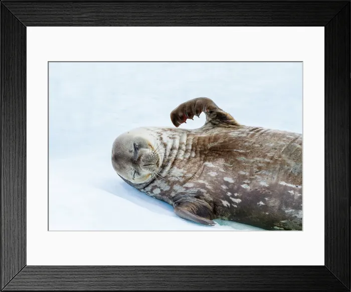 Framed Print : Weddell Seal (Leptonychotes weddellii), hauled out on ice at Half Moon Island, Antarctica, Southern Ocean, Polar Regions
