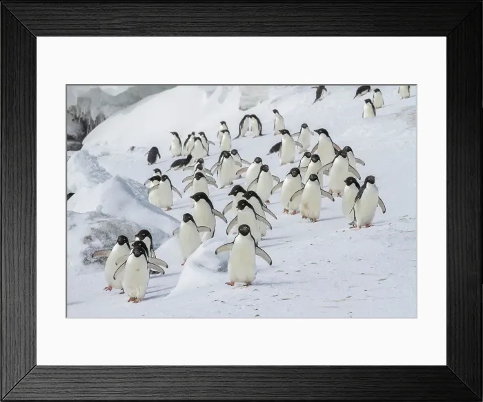 Framed Print : Adelie penguins (Pygoscelis adeliae), at breeding colony at Brown Bluff on the eastern side of the Antarctic Peninsula, Antarctica, Polar Regions Framed Print : Adelie penguins (Pygoscelis adeliae), at breeding colony at Brown Bluff on the eastern side of the Antarctic Peninsula, Antarctica, Polar Regions
