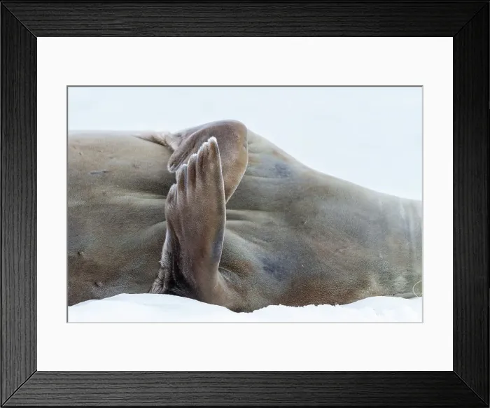 Framed Print : Weddell Seal (Leptonychotes weddellii), hauled out on ice at Half Moon Island, Antarctica, Southern Ocean, Polar Regions Framed Print : Weddell Seal (Leptonychotes weddellii), hauled out on ice at Half Moon Island, Antarctica, Southern Ocean, Polar Regions