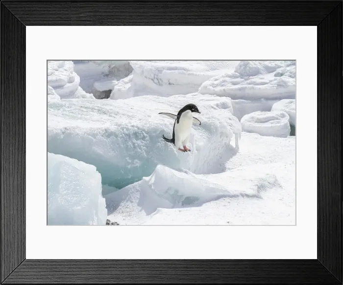 Framed Print : Adelie penguin (Pygoscelis adeliae), at breeding colony at Brown Bluff on the eastern side of the Antarctic Peninsula, Antarctica, Polar Regions Framed Print : Adelie penguin (Pygoscelis adeliae), at breeding colony at Brown Bluff on the eastern side of the Antarctic Peninsula, Antarctica, Polar Regions