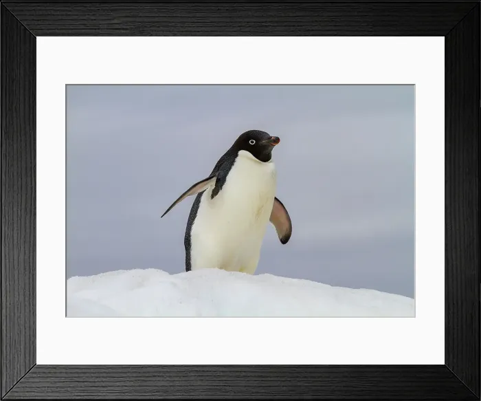 Framed Print : Adult Adelie penguin (Pygoscelis adeliae), on ice at Booth Island, Antarctica, Polar Regions Framed Print : Adult Adelie penguin (Pygoscelis adeliae), on ice at Booth Island, Antarctica, Polar Regions