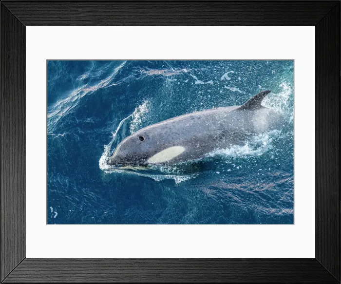 Framed Print : A large pod of Gerlache Strait type B killer whales (Orcinus orca), traveling and socializing in Gerlache Strait, Antarctica, Polar Regions Framed Print : A large pod of Gerlache Strait type B killer whales (Orcinus orca), traveling and socializing in Gerlache Strait, Antarctica, Polar Regions