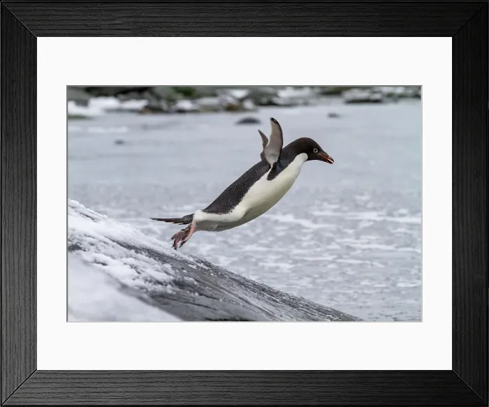 Framed Print : Adelie penguin (Pygoscelis adeliae), leaping into the sea at Booth Island, Antarctica, Polar Regions