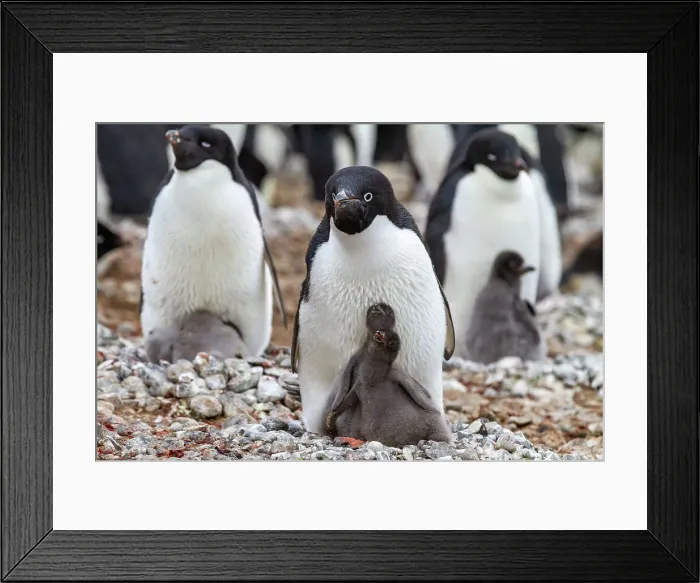 Framed Print : Adelie penguin (Pygoscelis adeliae), with chicks at breeding colony at Brown Bluff, Antarctic Peninsula, Antarctica, Polar Regions Framed Print : Adelie penguin (Pygoscelis adeliae), with chicks at breeding colony at Brown Bluff, Antarctic Peninsula, Antarctica, Polar Regions