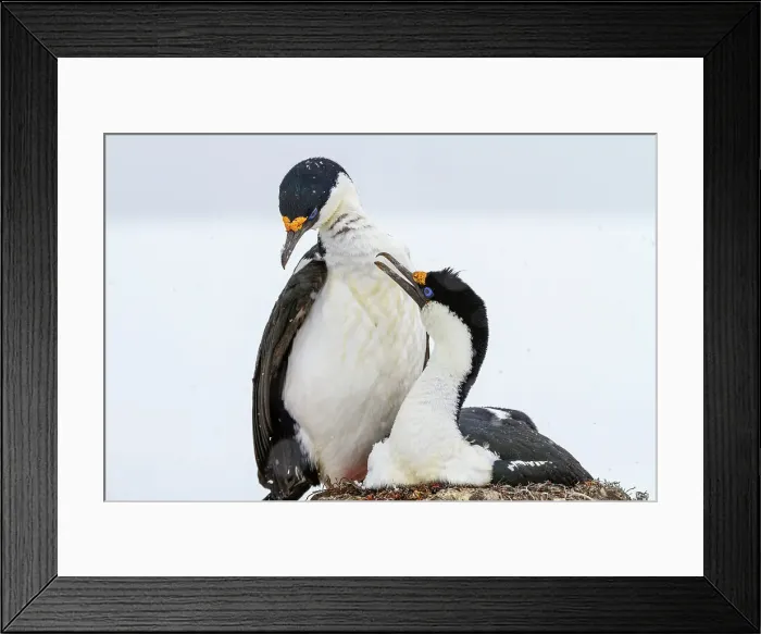 Framed Print : Antarctic shag (Phalacrocorax atriceps bransfieldensis), pair on nest at breeding site at Jougla Point, Antarctica, Polar Regions Framed Print : Antarctic shag (Phalacrocorax atriceps bransfieldensis), pair on nest at breeding site at Jougla Point, Antarctica, Polar Regions