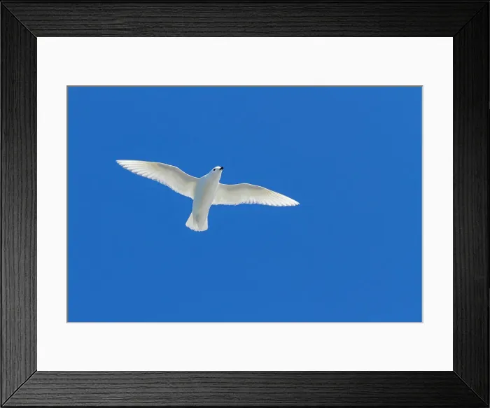 Framed Print : Adult snow petrel (Pagodroma nivea nivea), in flight near the Antarctic Peninsula, Antarctica, Southern Ocean, Polar Regions