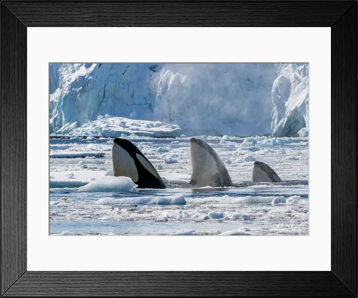 Framed Print : Pack Ice Type B killer whales (Orcinus orca), finding a leopard seal (Hydrurga leptonyx), on an ice floe in Antarctica, Polar Regions Framed Print : Pack Ice Type B killer whales (Orcinus orca), finding a leopard seal (Hydrurga leptonyx), on an ice floe in Antarctica, Polar Regions