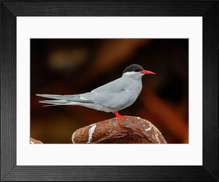 Framed Print : Antarctic tern (Sterna vittata), on the wreck of the Guvernoren in the Enterprise Islands, Antarctica, Southern Ocean, Polar Regions Framed Print : Antarctic tern (Sterna vittata), on the wreck of the Guvernoren in the Enterprise Islands, Antarctica, Southern Ocean, Polar Regions