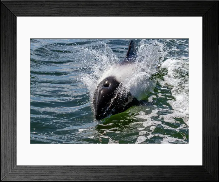 Framed Print : Adult Commerson's dolphin (Cephalorhynchus commersonii), surfacing in Stanley Harbor in the Falkland Islands, South America Framed Print : Adult Commerson's dolphin (Cephalorhynchus commersonii), surfacing in Stanley Harbor in the Falkland Islands, South America