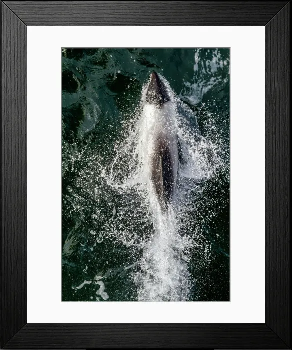 Framed Print : Adult Commerson's dolphin (Cephalorhynchus commersonii), bow-riding in the Falkland Islands, South America Framed Print : Adult Commerson's dolphin (Cephalorhynchus commersonii), bow-riding in the Falkland Islands, South America