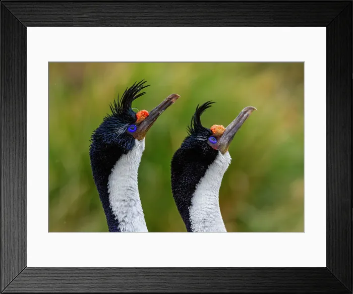Framed Print : Imperial Shag (Phalacrocorax atriceps), pair exhibiting courtship behavior on New Island in the Falkland Islands, South America Framed Print : Imperial Shag (Phalacrocorax atriceps), pair exhibiting courtship behavior on New Island in the Falkland Islands, South America
