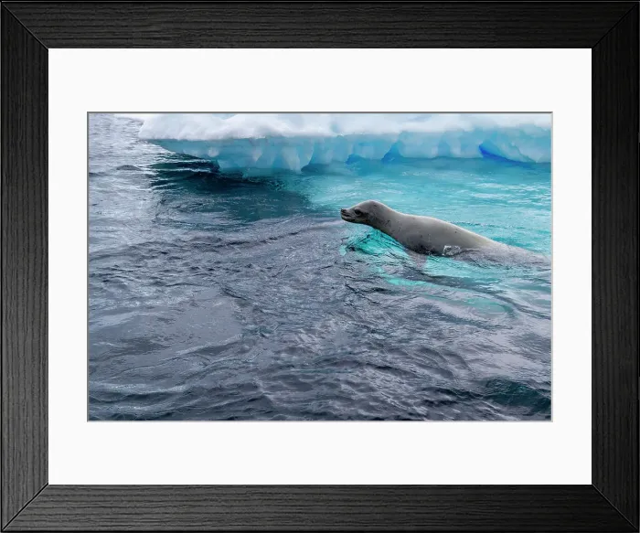 Framed Print : Curious crabeater seals (Lobodon carcinophaga), swimming near iceberg at Booth Island near the Antarctic Peninsula, Polar Regions Framed Print : Curious crabeater seals (Lobodon carcinophaga), swimming near iceberg at Booth Island near the Antarctic Peninsula, Polar Regions