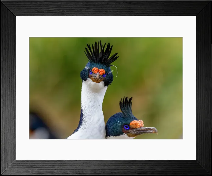 Framed Print : Imperial Shag (Phalacrocorax atriceps), pair exhibiting courtship behavior on New Island in the Falkland Islands, South America Framed Print : Imperial Shag (Phalacrocorax atriceps), pair exhibiting courtship behavior on New Island in the Falkland Islands, South America