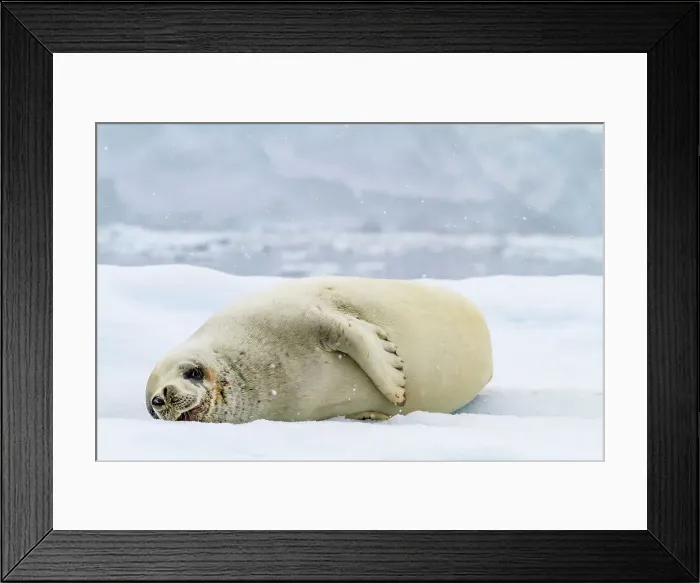 Framed Print : Adult crabeater seal (Lobodon carcinophaga), hauled out on iceberg at Booth Island near the Antarctic Peninsula, Polar Regions Framed Print : Adult crabeater seal (Lobodon carcinophaga), hauled out on iceberg at Booth Island near the Antarctic Peninsula, Polar Regions