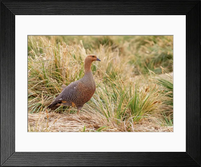 Framed Print : Adult female Magellan goose (upland goose) (Chloephaga picta), on New Island in the Falkland Islands, South Atlantic Ocean, South America Framed Print : Adult female Magellan goose (upland goose) (Chloephaga picta), on New Island in the Falkland Islands, South Atlantic Ocean, South America
